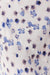 BLUE BELL BIAS STRAPLESS DRESS | FLORAL - THIRD FORM